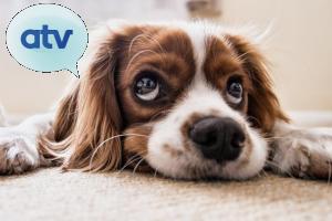 ATV.be